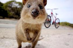 西澳珀斯市区码头至罗特尼斯岛Rottnest Island 往返船票