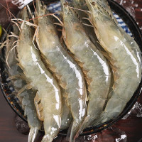 澳角大厝 单只18厘米 青岛大虾 普通大虾 1斤