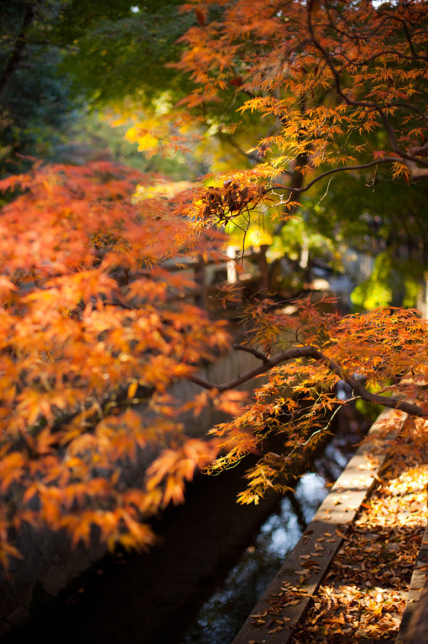 Canon 佳能 EF 50mm f/1.4 定焦镜头