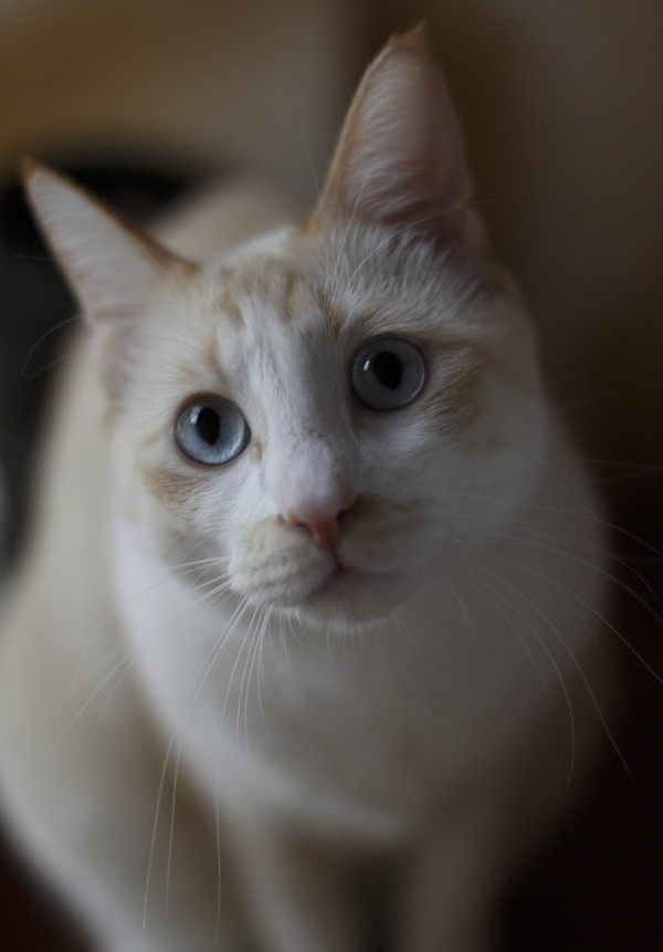 Canon 佳能 EF 50mm f/1.4 定焦镜头
