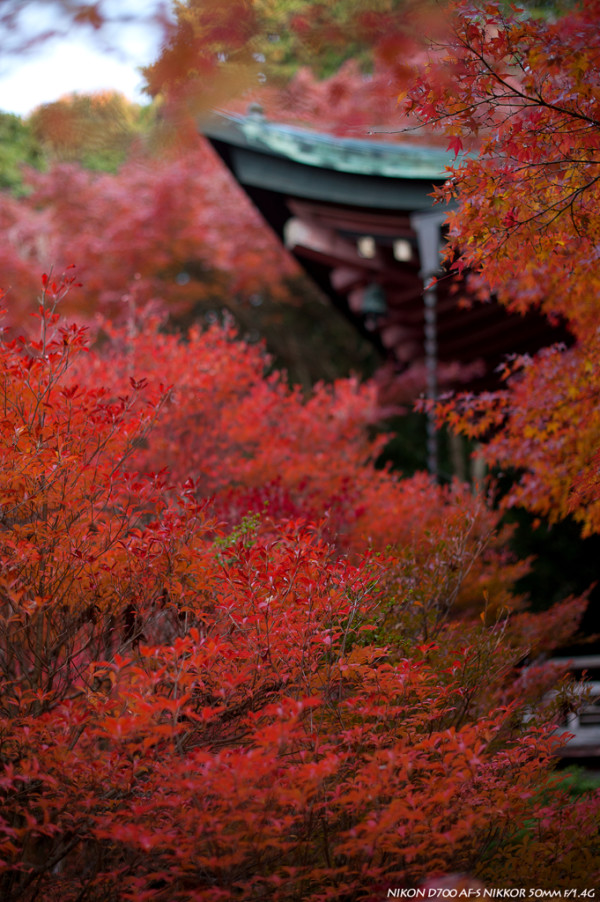 Nikon 尼康 AF-S 50 F1.4G 定焦镜头